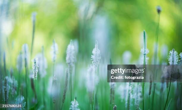 grass in the meadow - verde jade imagens e fotografias de stock