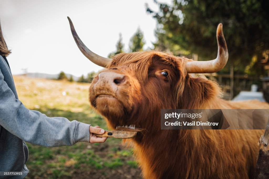 Unrecognizable woman brushing highland cow