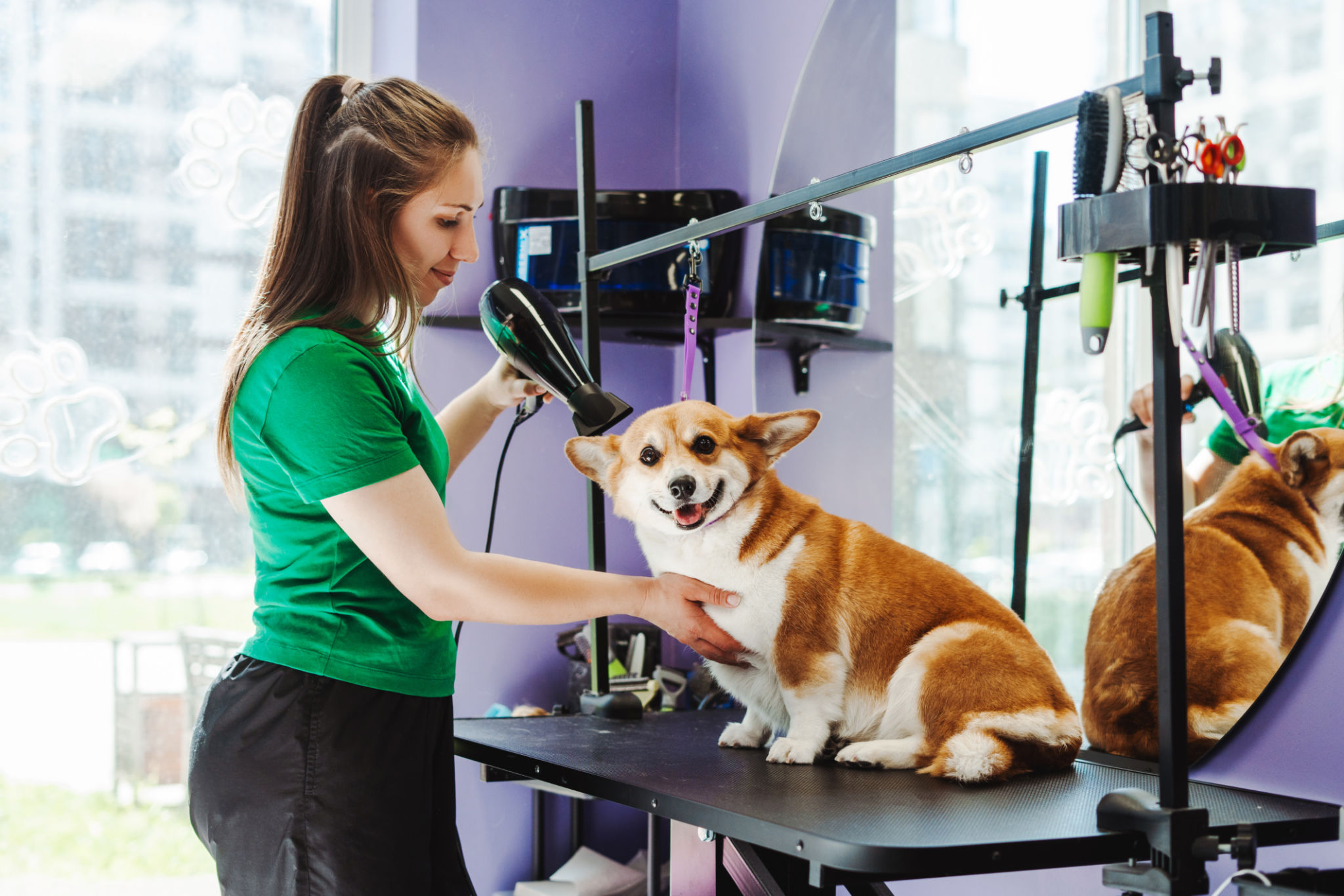 pet grooming