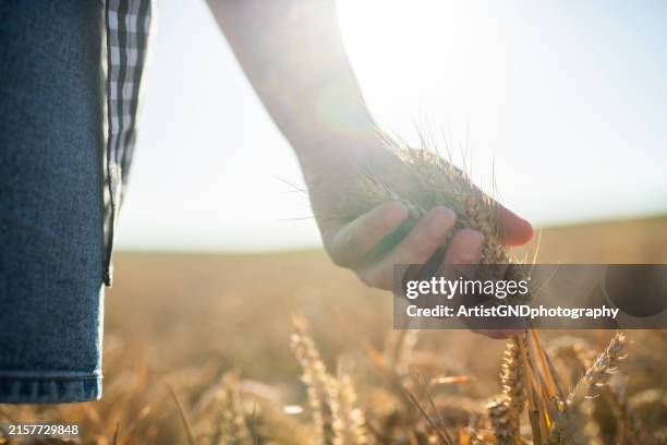 close up on ears of wheat in farmer's hands. - barley stock pictures, royalty-free photos & images
