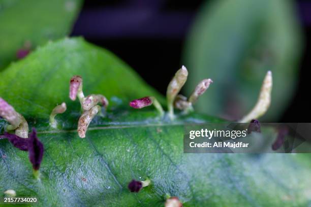 gal mites - eriophyid mite stock pictures, royalty-free photos & images