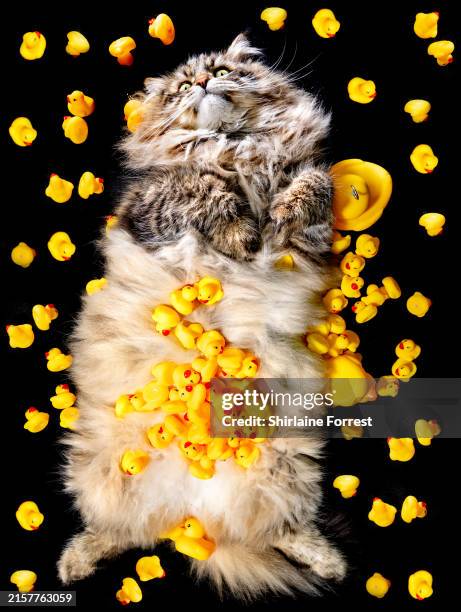 Neville, a Siberian cat is seen in a studio portrait with rubber ducks during the GCCF Lakeland cat show at Kendal Leisure Centre on June 15, 2024 in...