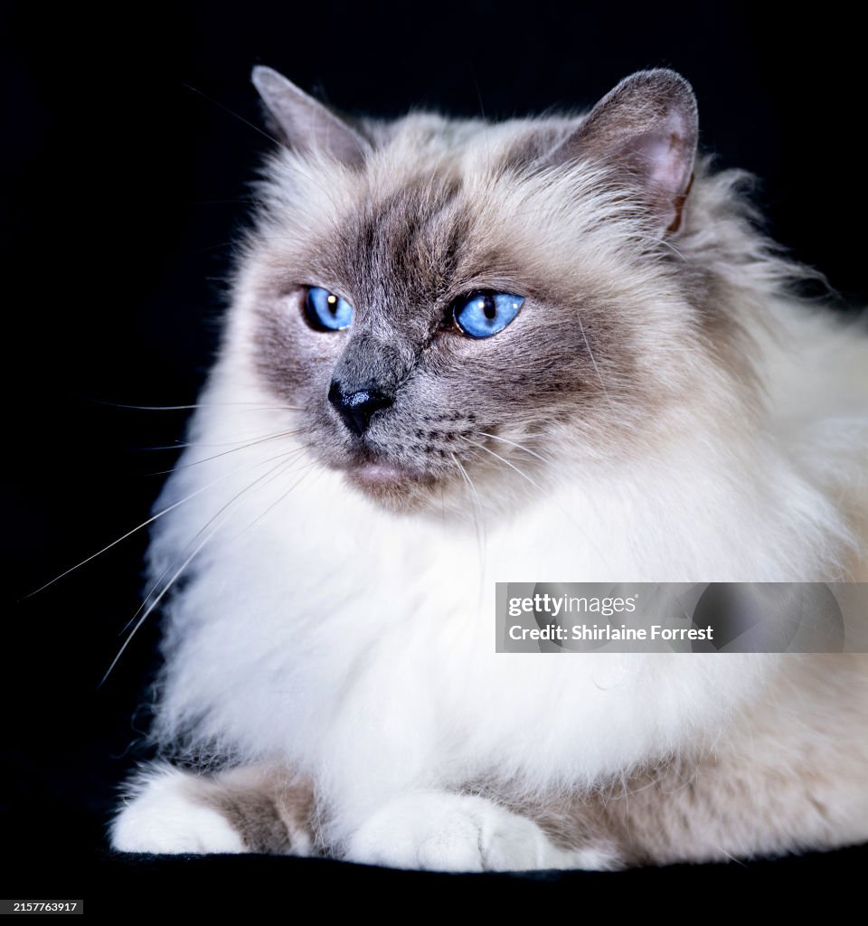 GCCF Lakeland Cat Show