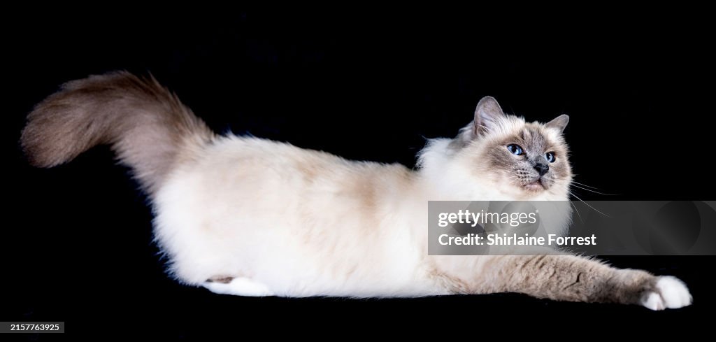 GCCF Lakeland Cat Show