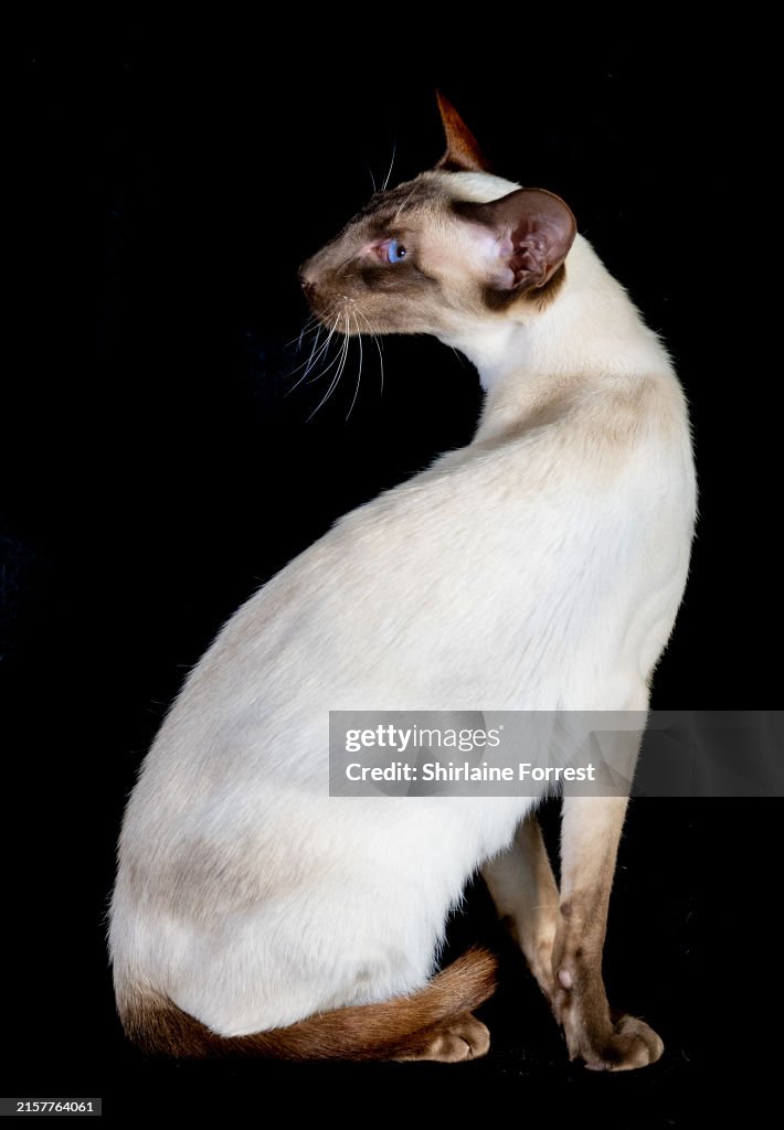 GCCF Lakeland Cat Show