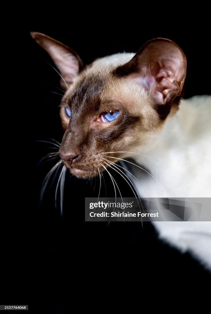 GCCF Lakeland Cat Show