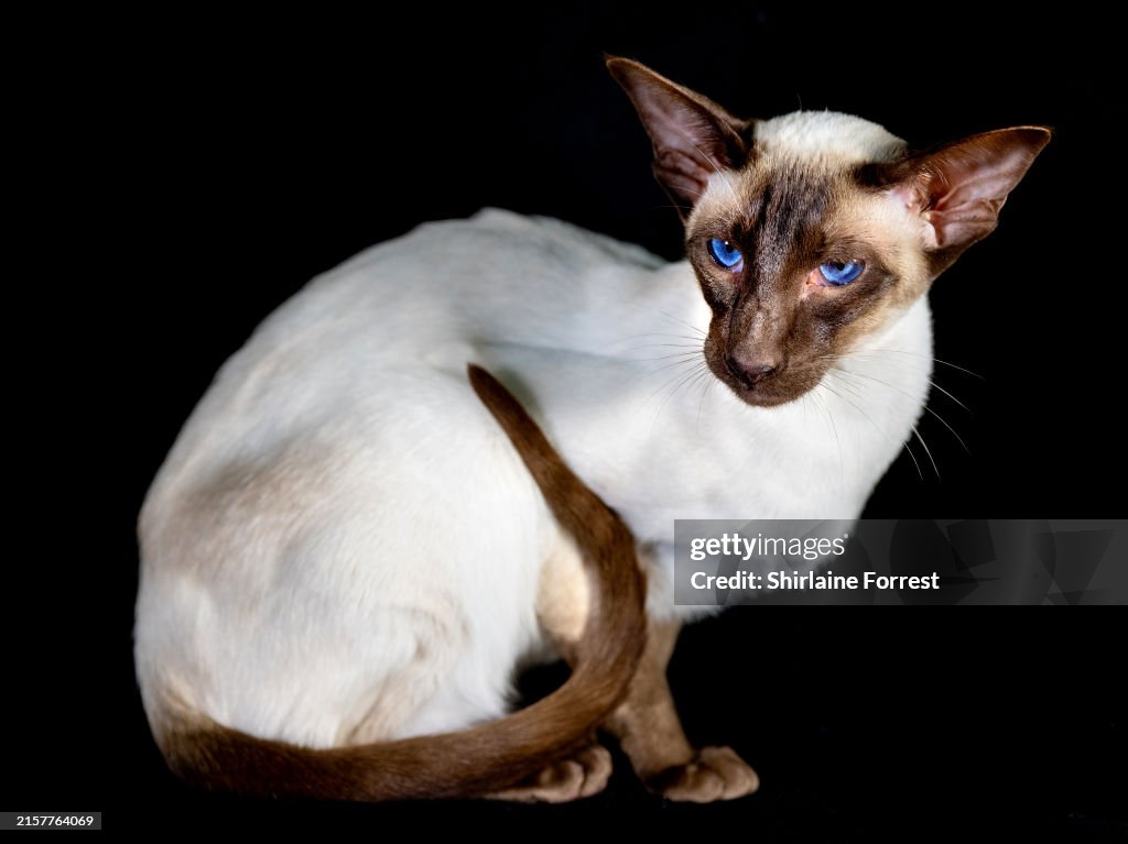 GCCF Lakeland Cat Show