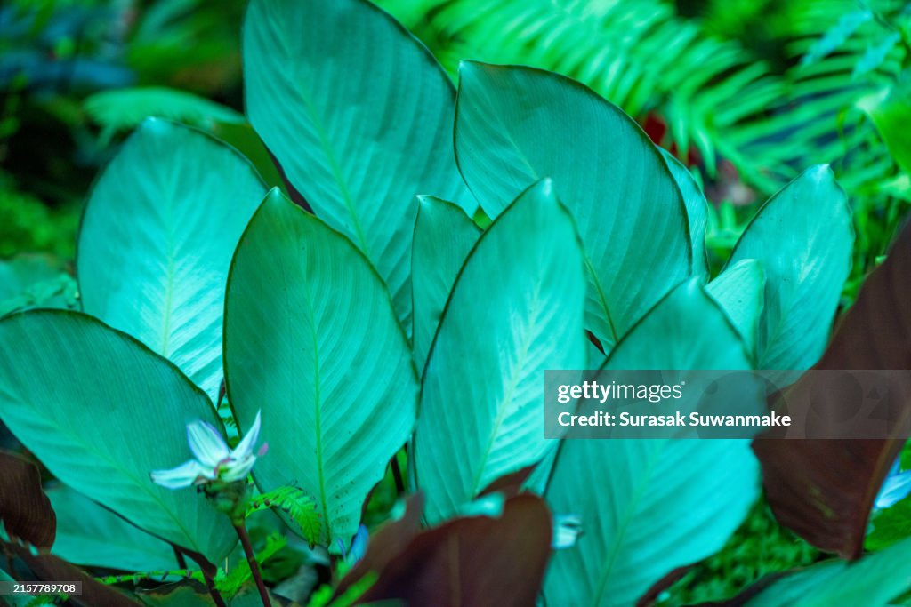 Tropical rain forest garden foliage plants shrubs (ferns, palms, philodendrons and tropical plant leaves) in a tropical garden with many different types, different green leaves, nature pattern, forest background frame.
