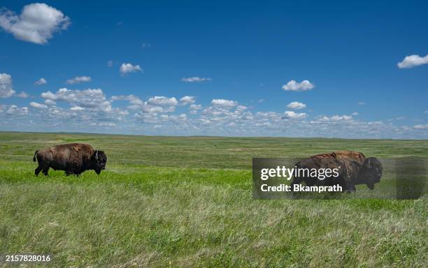 bisonte icónico en las hermosas praderas del parque nacional badlands en dakota del sur, ee. uu. - protección-de-fauna-salvaje fotografías e imágenes de stock