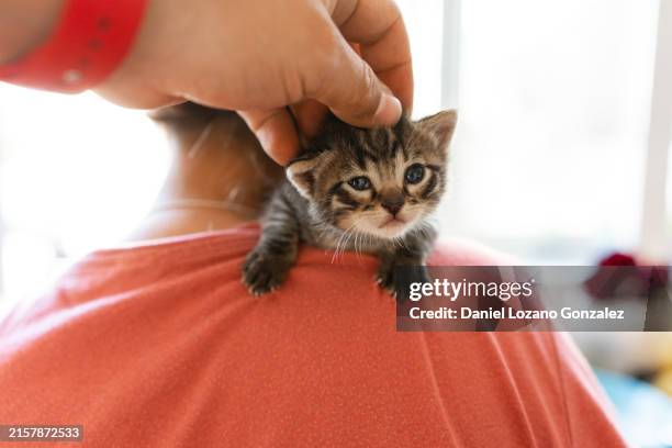 person caressing a little tiny kitten on the shoulder of a woman - pat on the back stockfoto's en -beelden