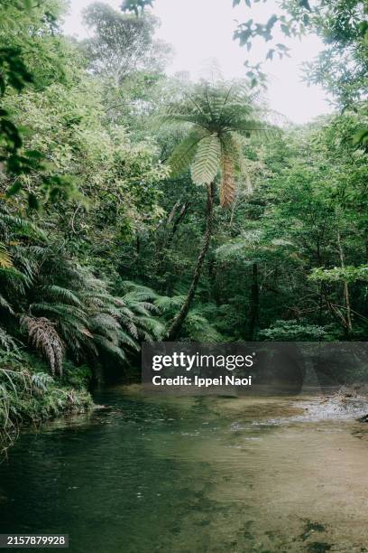 Yanbaro Tree 2,550 Yanbaru Forest Stock Photos, High-Res Pictures, and Images ...