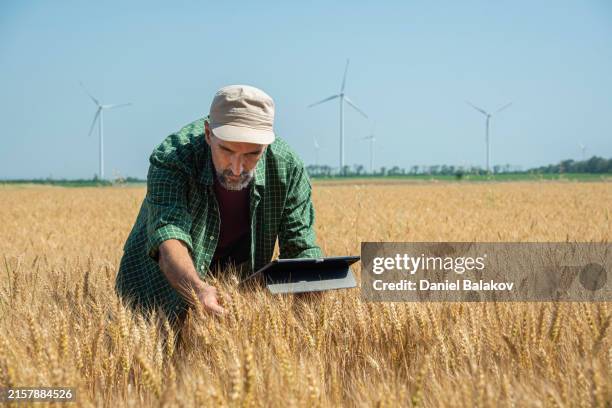 agricultor utiliza tableta en campo de trigo maduro con turbinas eólicas. agricultura inteligente y energía ecológica. - agricultura inteligente fotografías e imágenes de stock
