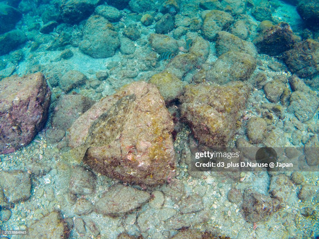 A large, beautiful Bastard Halibut, Olive Flounder (Paralichthys olivaceus) that dives in the sand and mimics perfectly.Hirizohama beach, by ferry from Nakagi, Minami-Izu-cho, Izu Peninsula, Shizuoka Prefecture, Japan. - October, 2022.