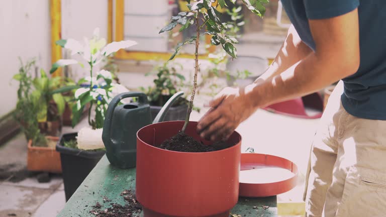 Man Planting Roses 4k video of a man planting a rose plant with thorns in a pot in the ...