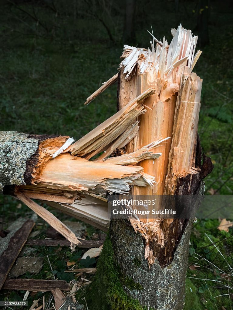 Shattered Pine Tree Trunk High-Res Stock Photo - Getty Images