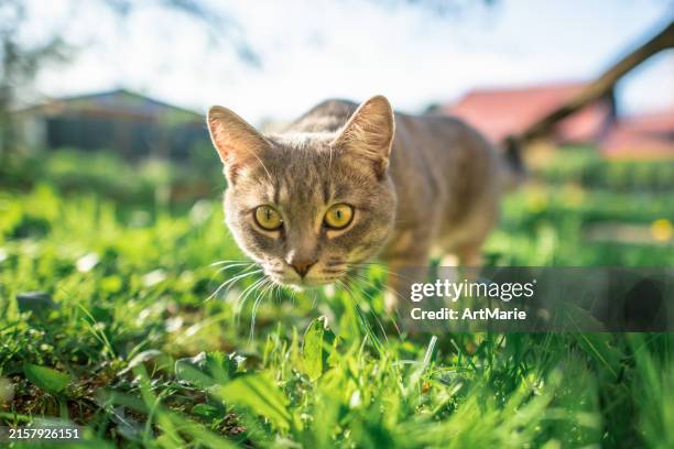 linda cat al aire libre en verano - animales cazando fotografías e imágenes de stock