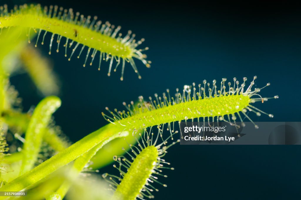 Drosera capensis alba