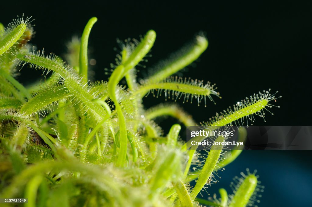 Drosera capensis alba