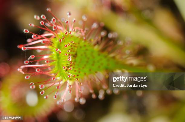 sundew, insectivorous plant - sundew stock pictures, royalty-free photos & images