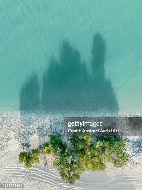 shadow cast from trees on the banks of willie creek estuary photographed from a drone point of view, western australia, australia - the kimberley stock pictures, royalty-free photos & images