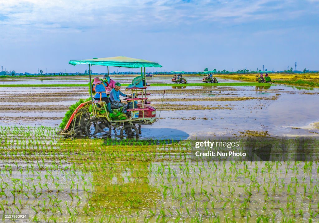Transplanted Rice Farmers are driving machinery to transplant rice seedlings in a field ...