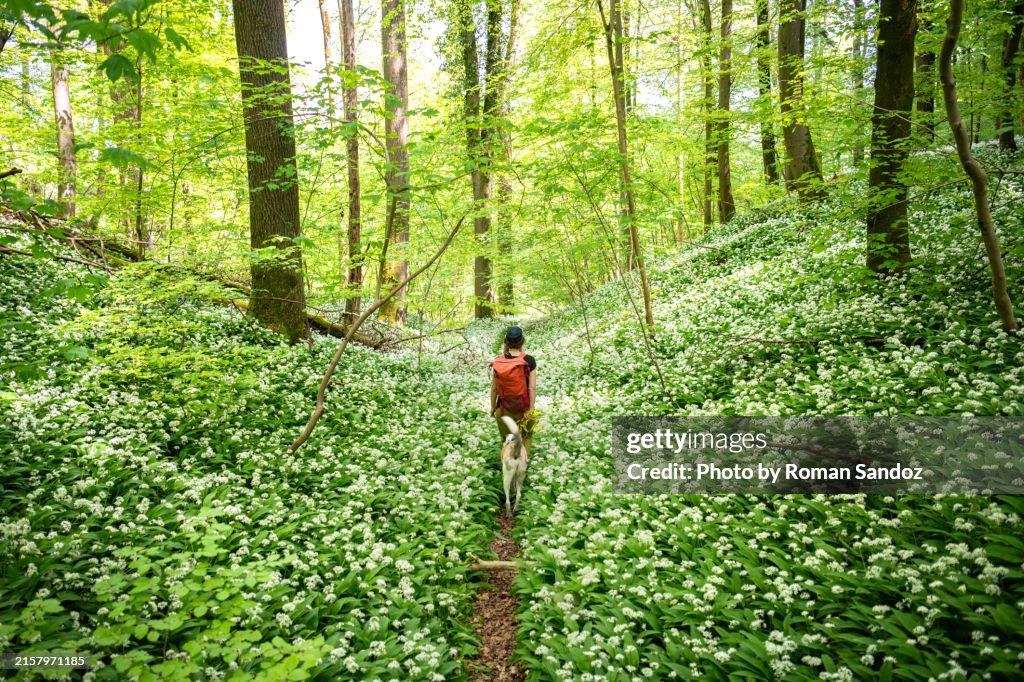 Wild garlic adventure