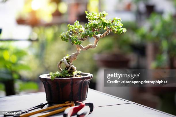 bonsai,bonsai premna - bonsai tree stock pictures, royalty-free photos & images