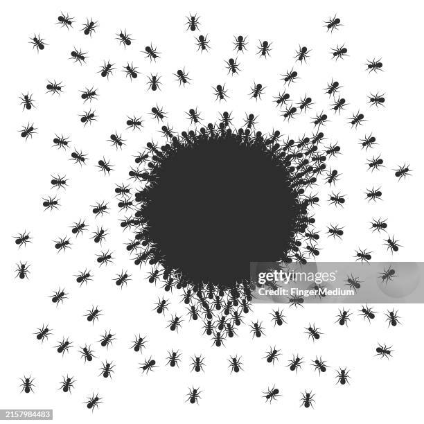 black ants vector set - ant stock illustrations