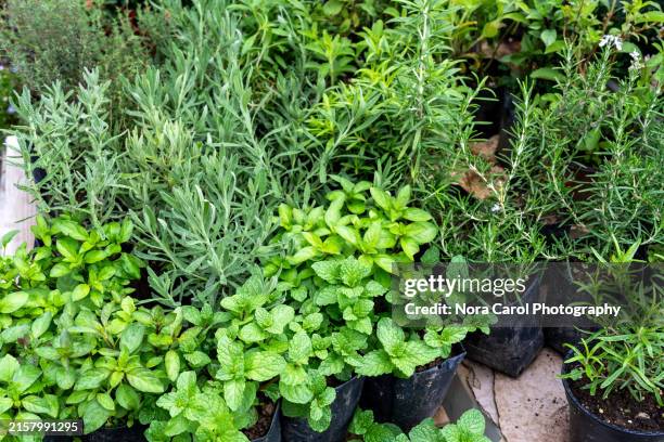 variety of herbs - kruidentuin stockfoto's en -beelden