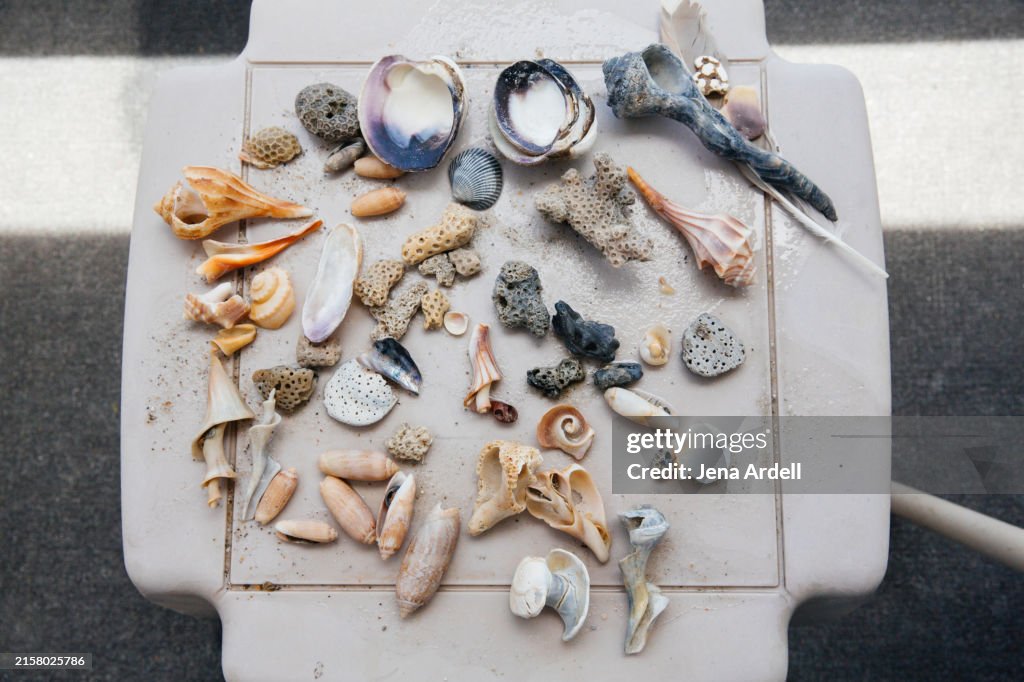 Mummer Shells Summer Shells Seashells From Beachcomber Vacation Souvenirs High-Res ...