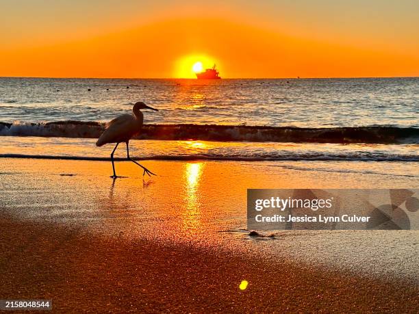bird and boat at sunrise - baja california peninsula stock pictures, royalty-free photos & images