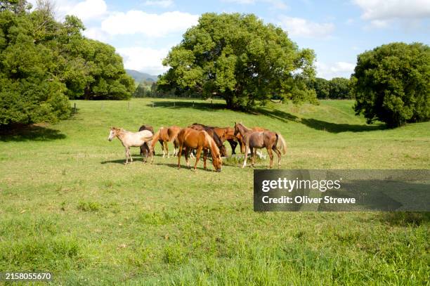 horses kenilworth, queensland - australian stock horses stock pictures, royalty-free photos & images