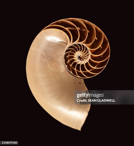 nautilus shell - cephalopod stock pictures, royalty-free photos & images