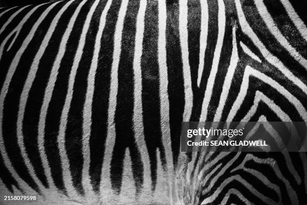 zebra pattern - zebra stock pictures, royalty-free photos & images