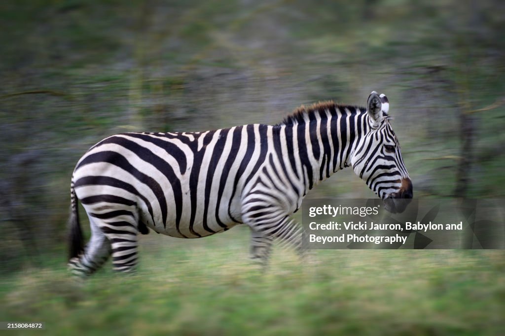Beautiful Motion of Zebra Against Whistling Thorn Acacia at Lake Nakuru, Kenya