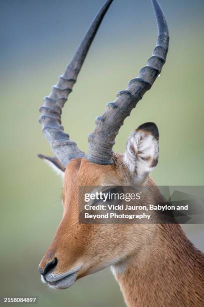 beautiful portrait of male impala against soft green and blue background - impala stock-fotos und bilder