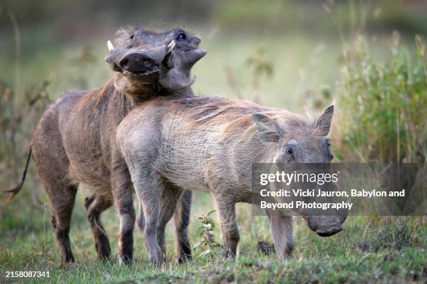 Copulating Hogs 98 Mating Pigs Stock Photos, High-Res Pictures, and Images - Getty Images