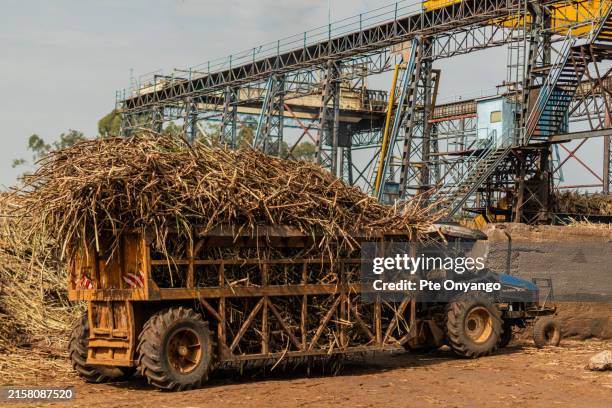 sugarcane delivery - sugar mill stock pictures, royalty-free photos & images