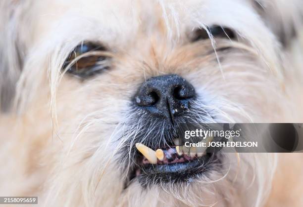 Pugs Teeth Rotten 814 Old Pug Stock Photos, High-Res Pictures, and Images - Getty Images