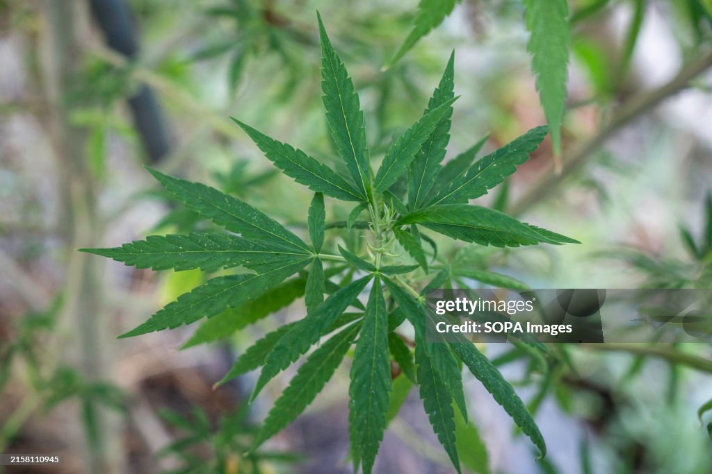 A close-up of multiple cannabis plants at Nonthaburi City,