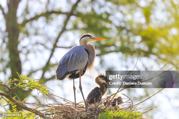 great blue heron with offspring - animal joven fotografías e imágenes de stock