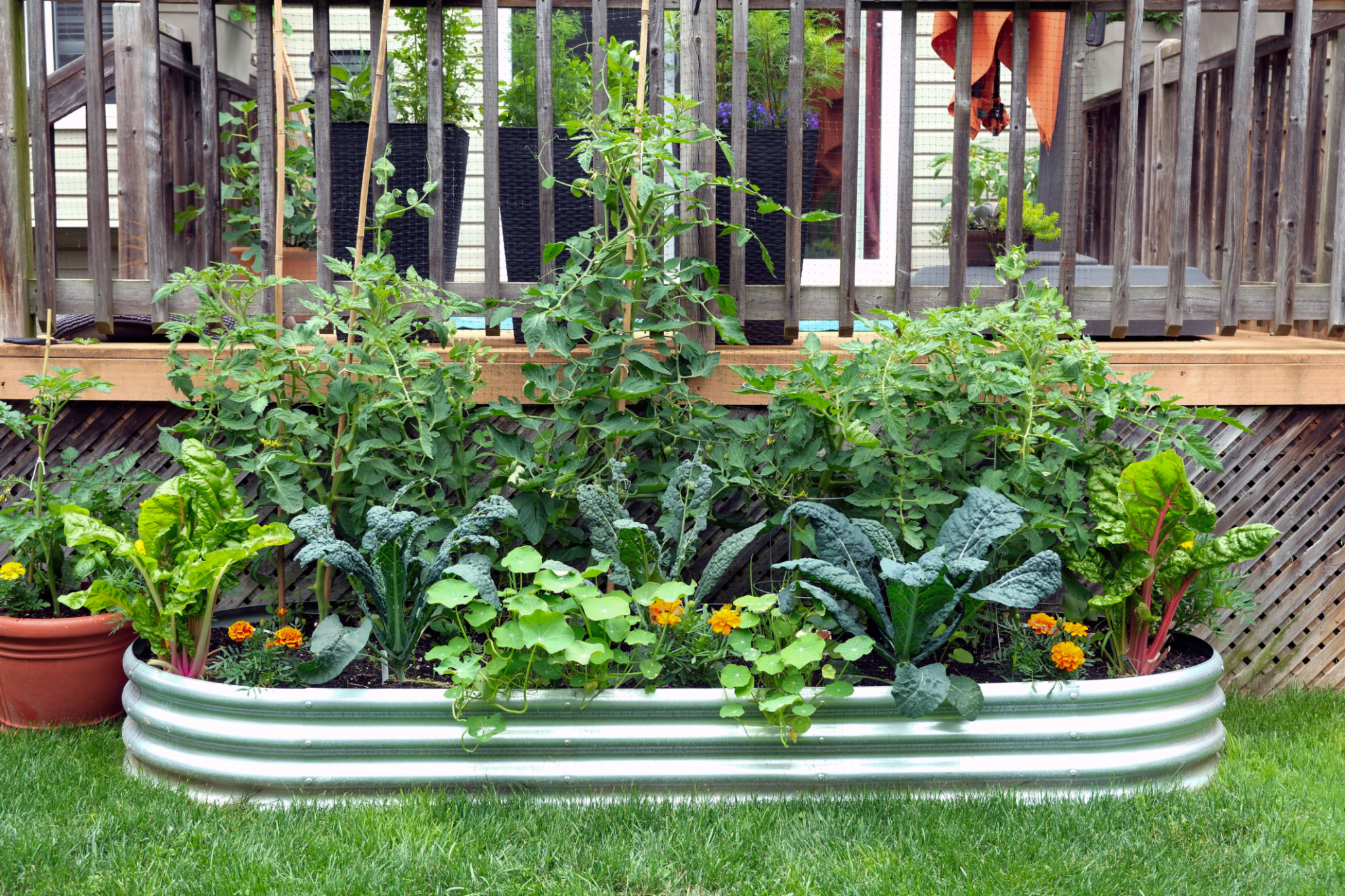 vegetable garden