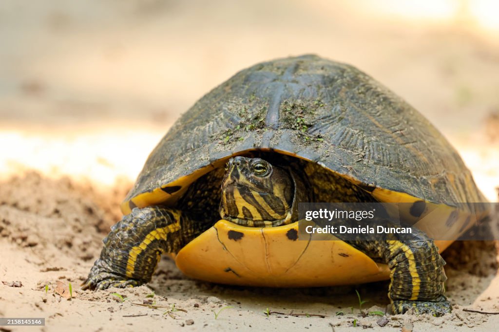 Yellow bellied slider on land