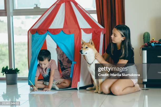 teen girl and cute boy playing with their shiba inu dog in an indoor play tent. - comfort zone foto e immagini stock
