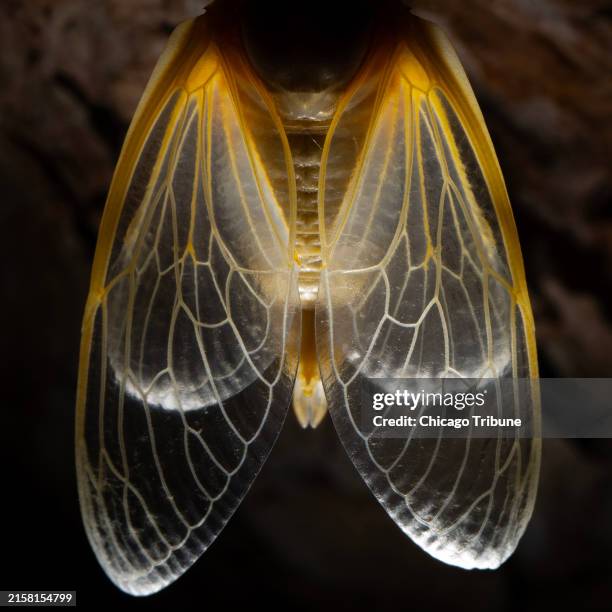 82 Molted Exoskeleton Stock Photos, High-Res Pictures, and Images ...