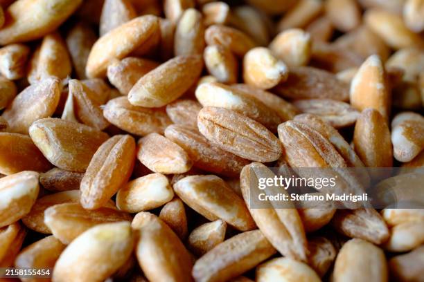 wheat grains, farro - spelt stock pictures, royalty-free photos & images