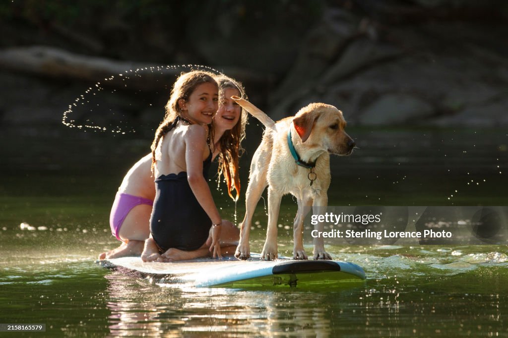 A mature female pure bred Yellow Labrador Retriever swimming at the beach playing on a stand up paddle board with young girls in the Gulf Islands of British Columbia near a cabin, summer holidays, vacation