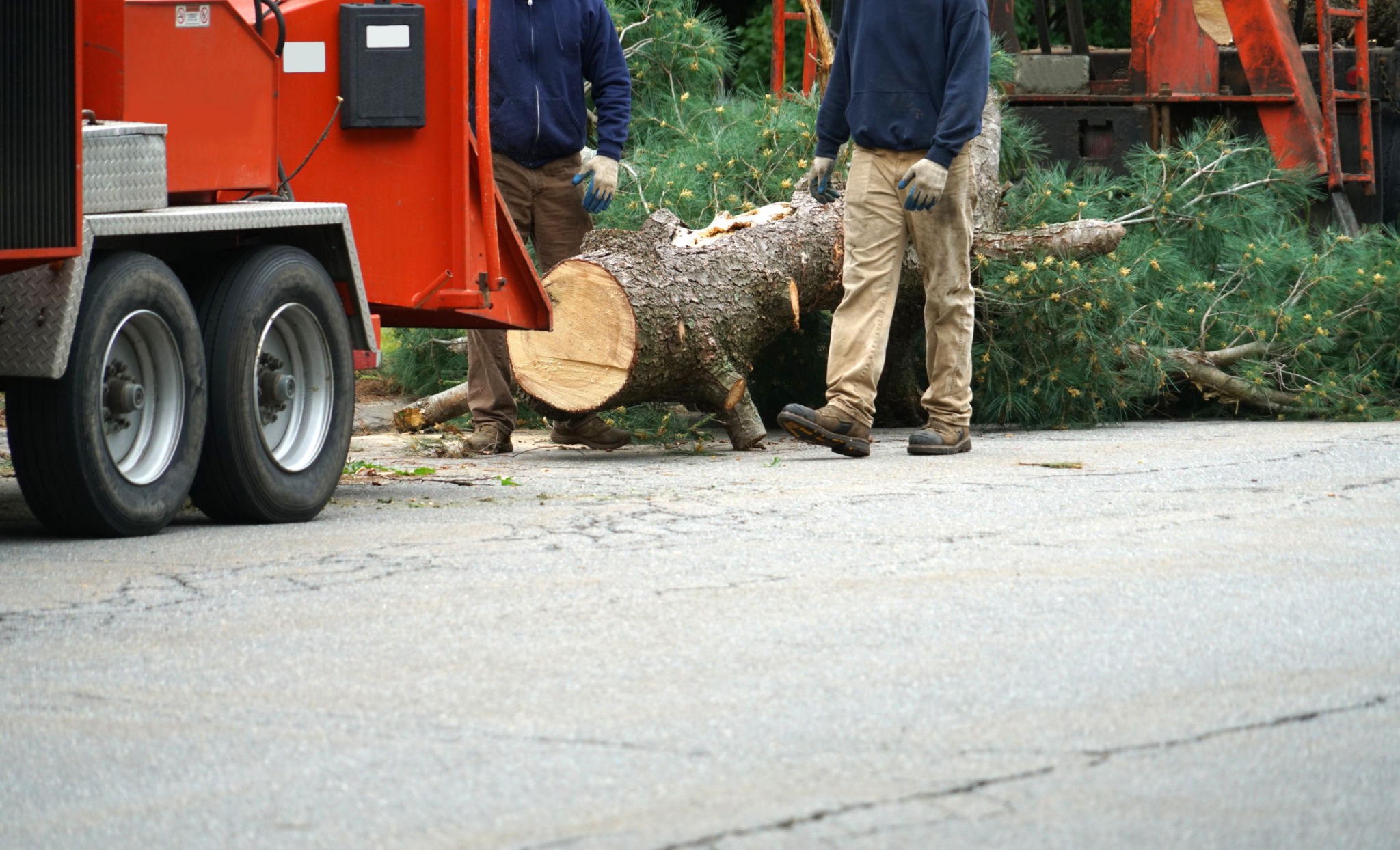 tree service