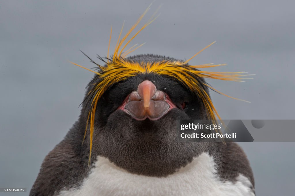 Hybrid: Macaroni & Rockhopper Penguin