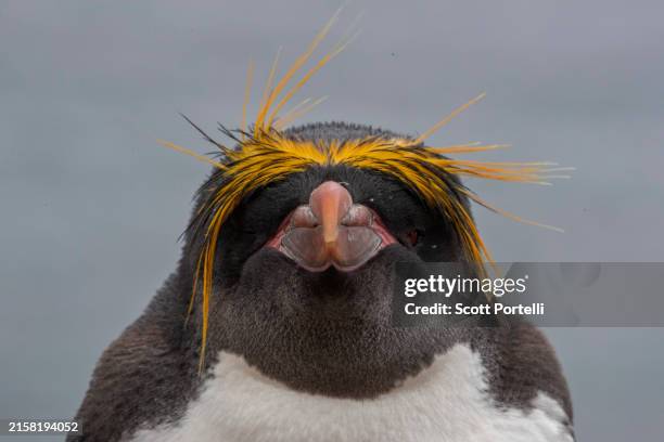 hybrid: macaroni & rockhopper penguin - rockhopper penguin stock pictures, royalty-free photos & images